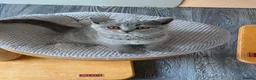 British Shorthair cats for sale: Blue longhair male blue shorthair female  - Advert 12
