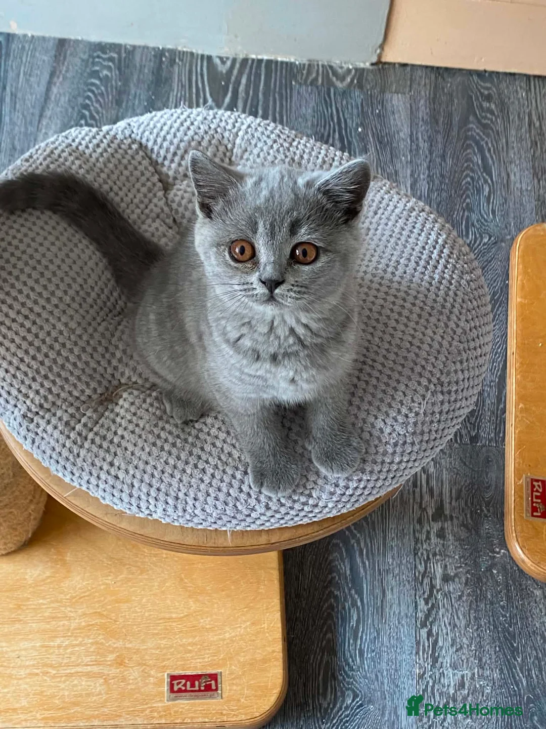 British Shorthair cats for sale: Blue longhair male blue shorthair female  - Advert 12
