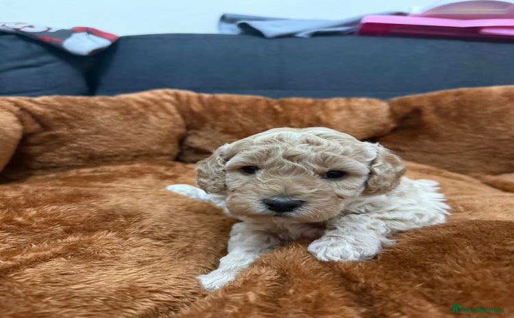 Miniature Poodle dogs - Advert 12