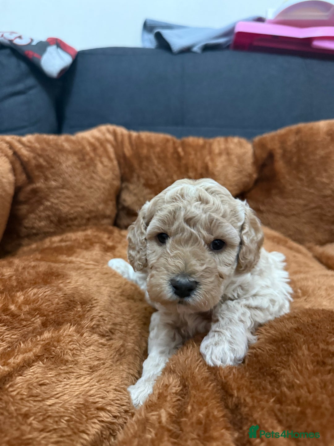 Miniature Poodle dogs for sale: Beautiful Miniature Poodles For Sale  - Image 1