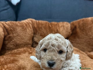 Miniature Poodle dogs - Advert 29