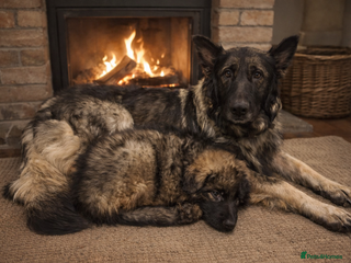 German Shepherd dogs 2 girls, long coat, STRAIGHT BACK silver sable GSD - Advert 6