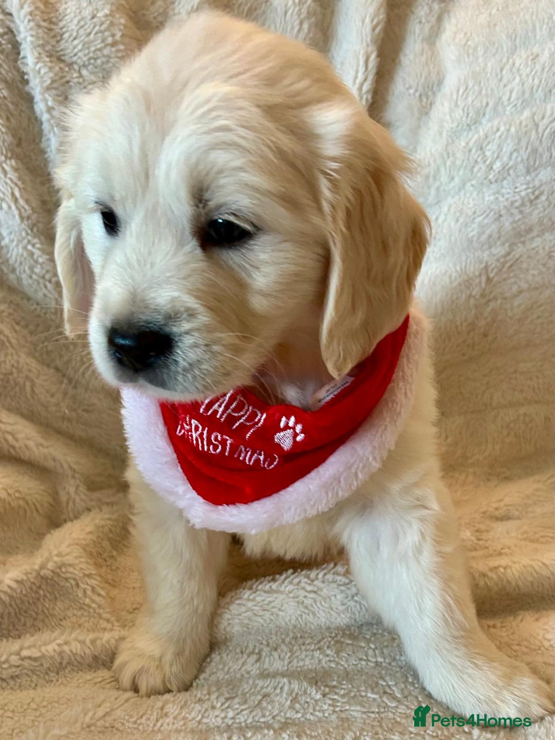 Golden Retriever dogs for sale: Chunky, cream pups - Advert 15