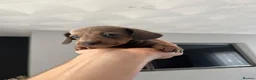 Miniature Dachshund dogs for sale: Miniature dachshunds  - Advert 14