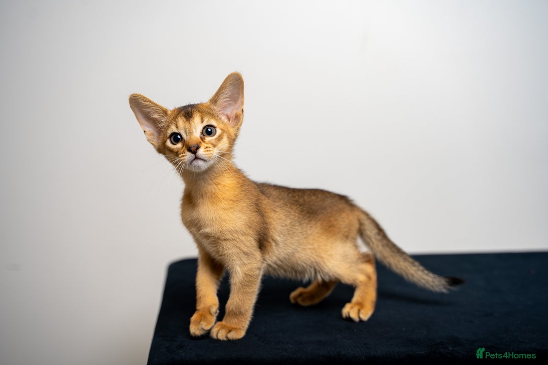 Abyssinian cats for sale: Elegant Abyssinian Kittens Champion Lines 🏆 🥇  - Image 37