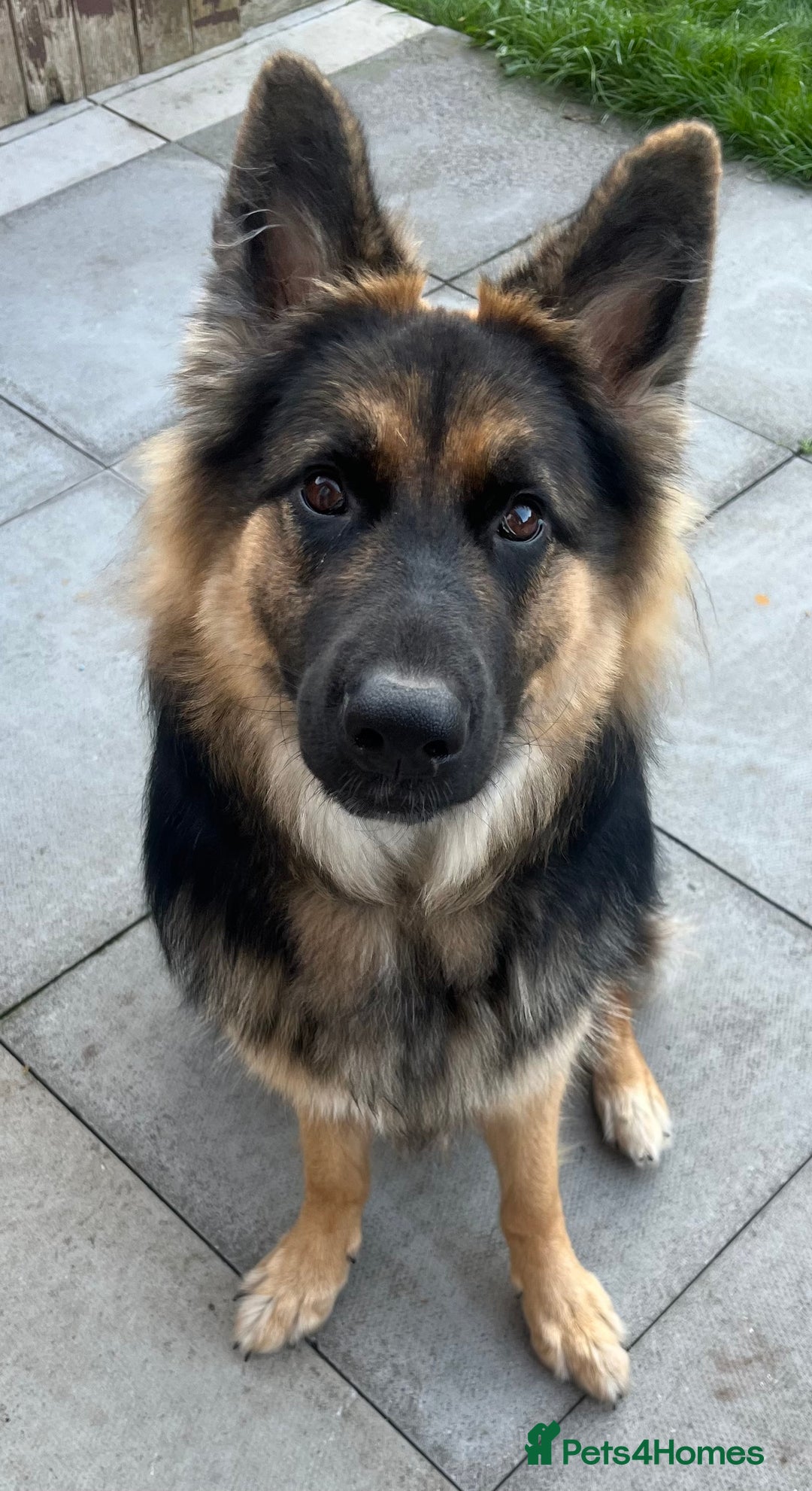 German Shepherd dogs for sale: Beautiful girl - Image 1