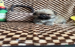 Mixed Breed dogs for sale: RARE  Shipom /pomshi Pomeranian and Shihtzu cross  - Image 23