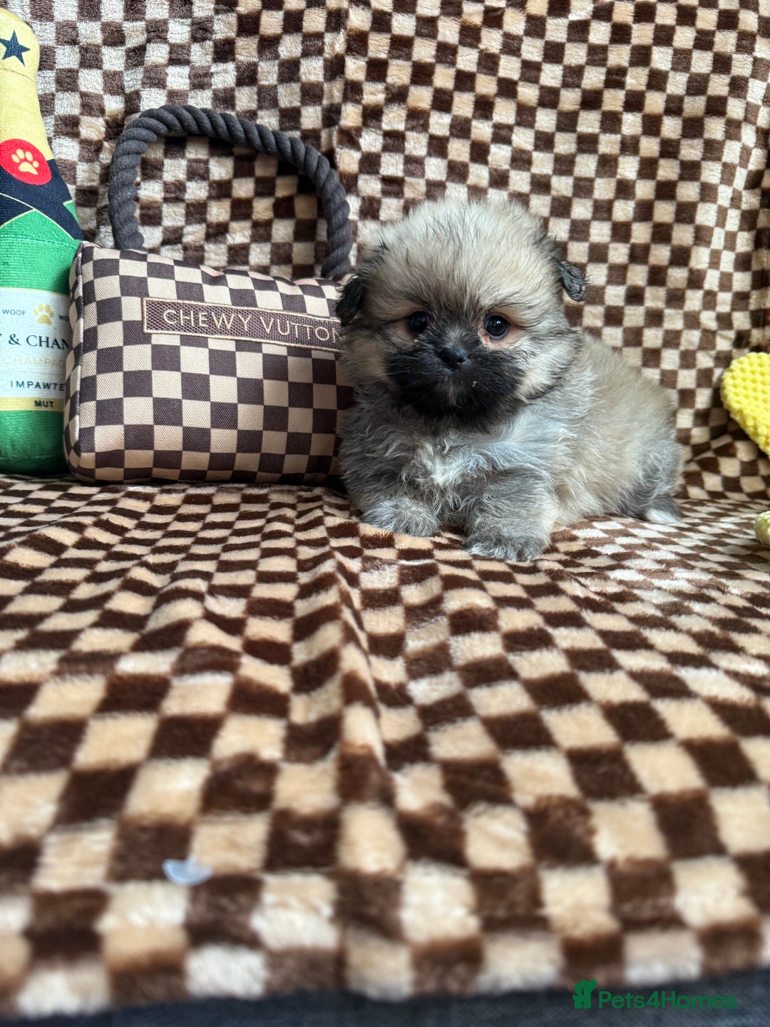 Mixed Breed dogs for sale: RARE  Shipom /pomshi Pomeranian and Shihtzu cross  - Image 23