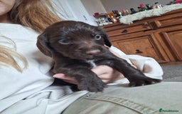 Sprocker dogs for sale: Beautiful Sprocker Spaniel Puppies  - Image 5