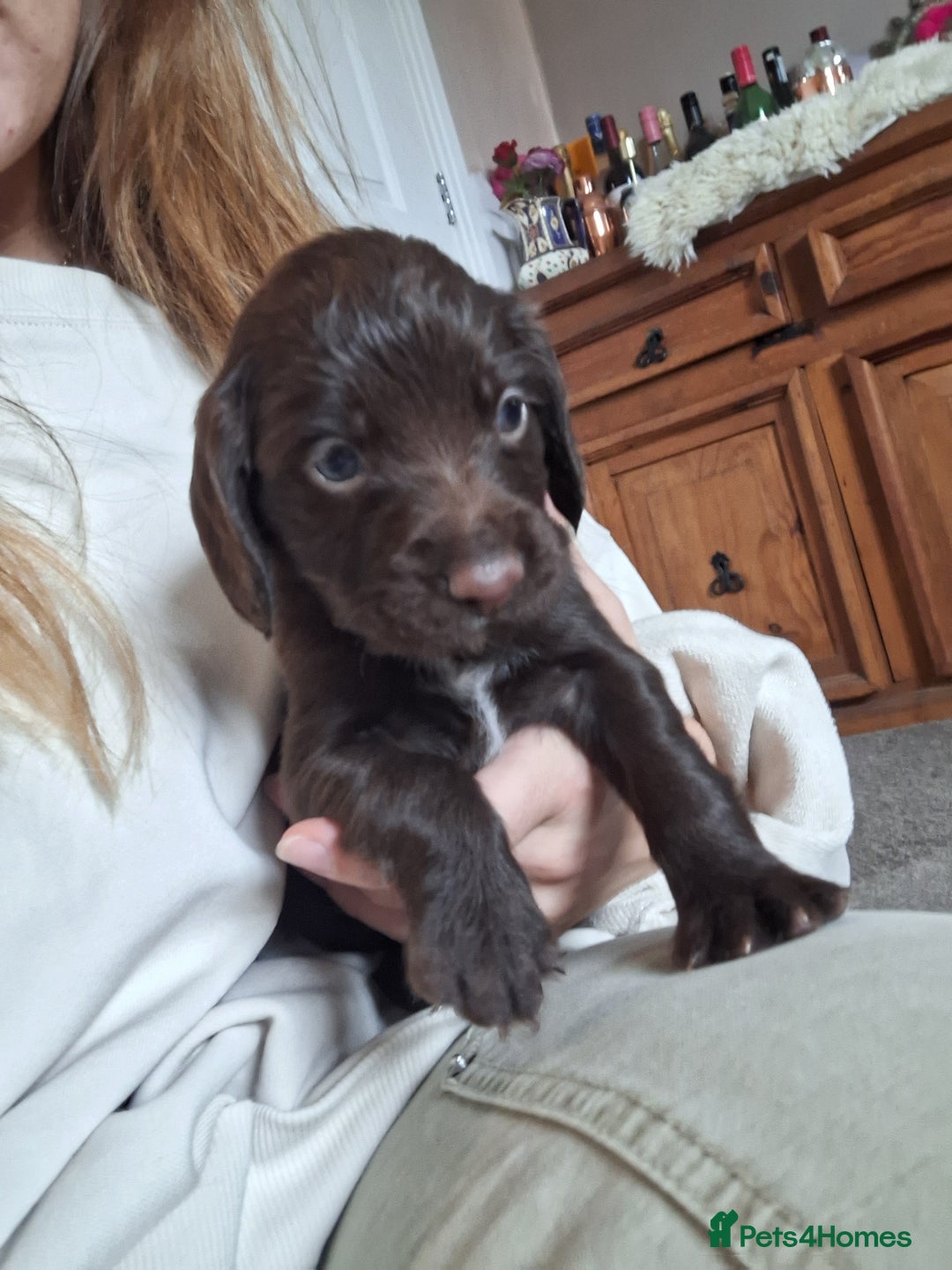 Sprocker dogs for sale: Beautiful Sprocker Spaniel Puppies  - Image 5
