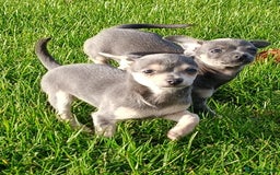 Mixed Breed dogs for sale: Stunning unique 3/4 Chihuahua x Italian greyhound  - Image 3