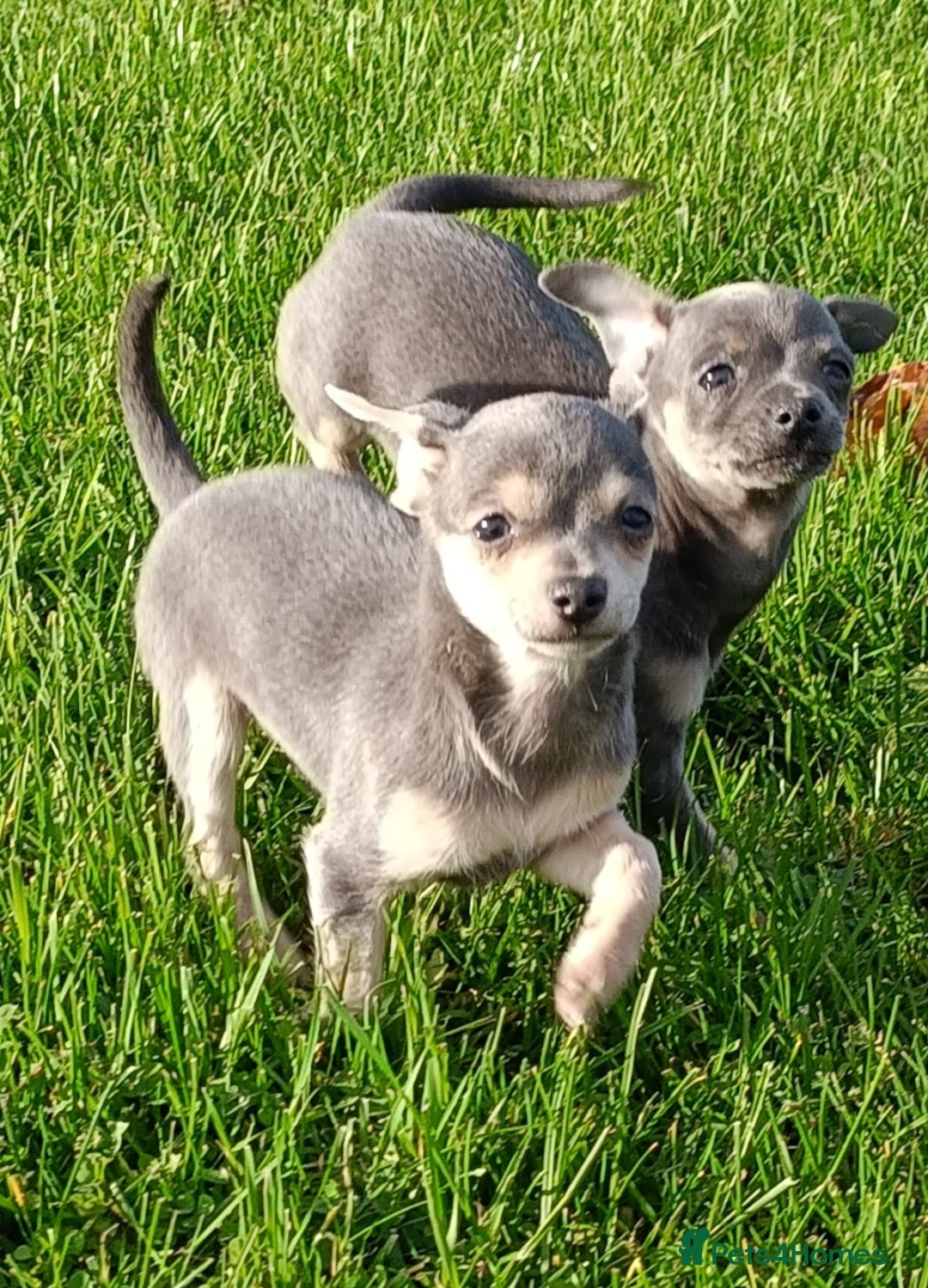 Mixed Breed dogs for sale: Stunning unique 3/4 Chihuahua x Italian greyhound  - Image 3