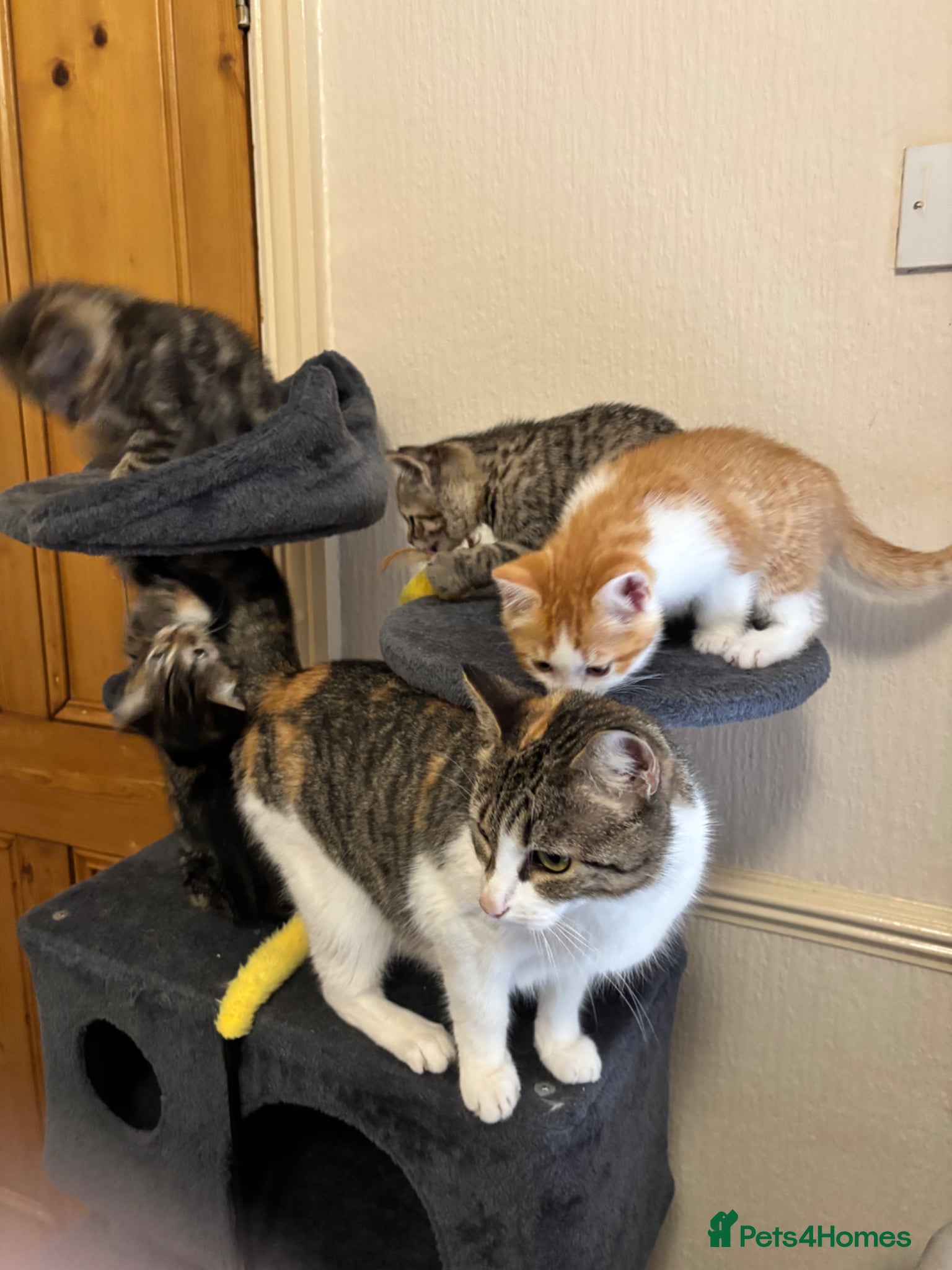 Mixed Breed cats for sale: 4 little kittens ready to find a loving home - Advert 2