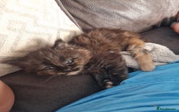 Maine Coon cats for sale: Beautiful female ready to leave now! - Image 5