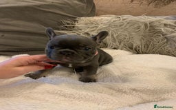 French Bulldog dogs for sale: Beautiful French Bulldogs  - Image 3