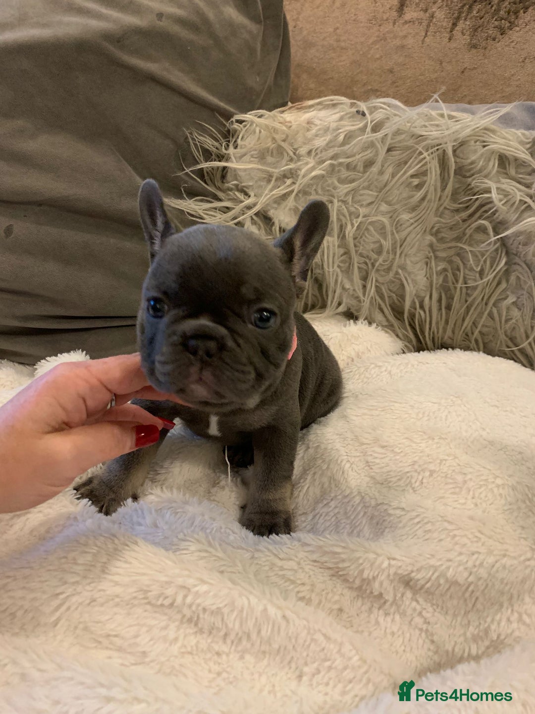 French Bulldog dogs for sale: Beautiful French Bulldogs  - Image 3