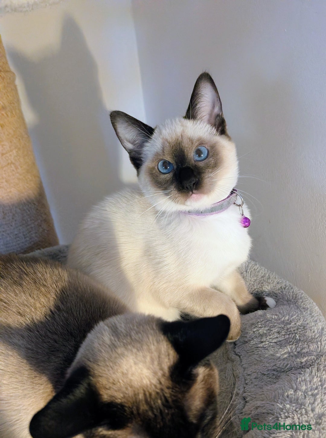 Ragdoll cats for sale: RESERVED-  Beautiful Female Kitten Available💜 - Advert 3