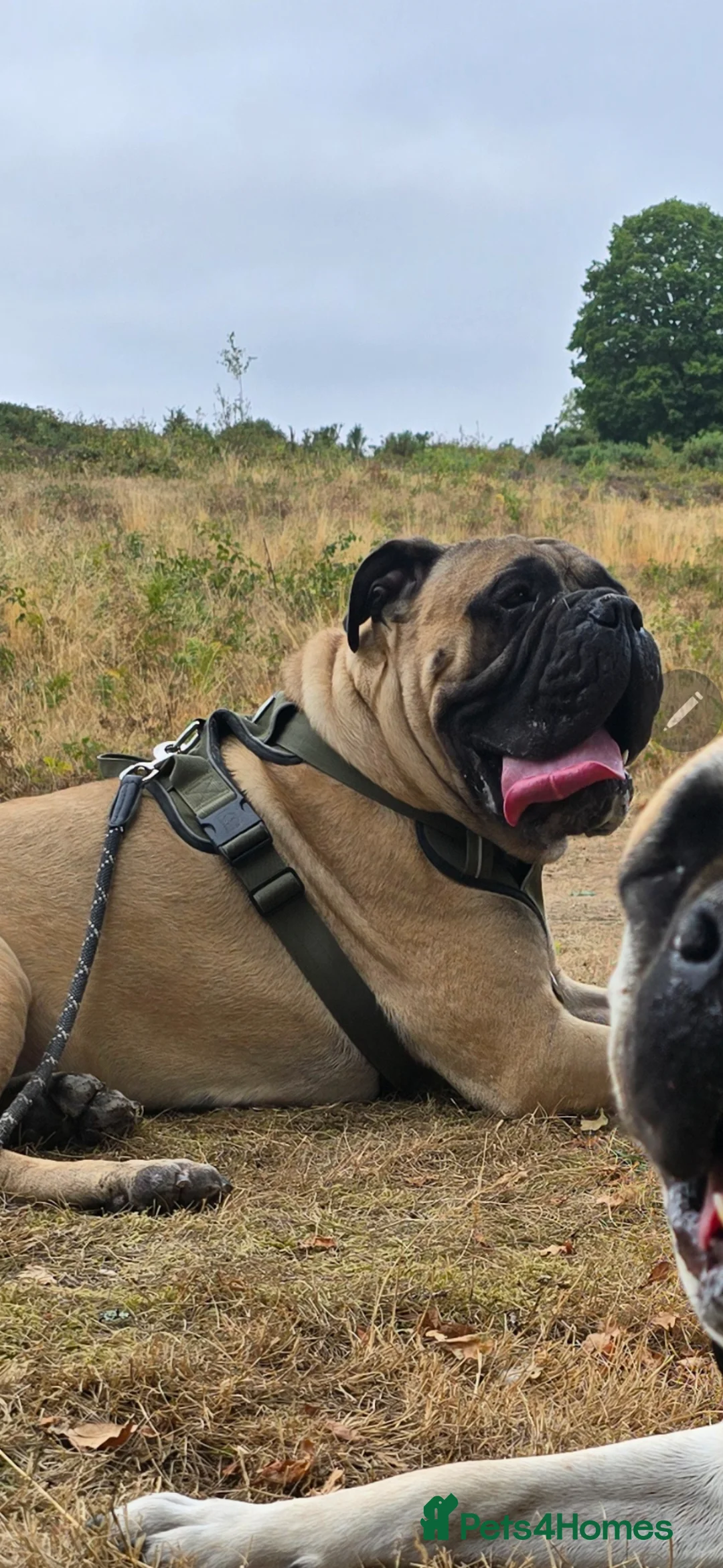 Bullmastiff dogs for sale: Bullmastiff female - Advert 2