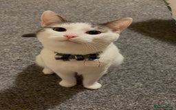 British Shorthair cats for sale: 1 year old white cat for sale - Image 1