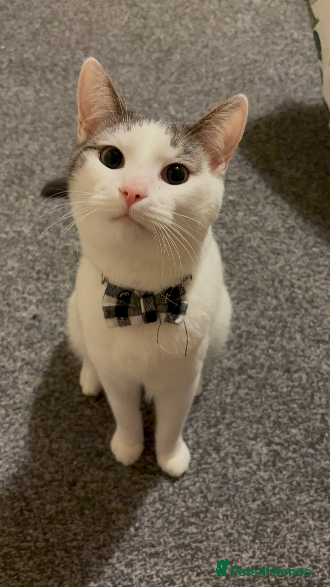 British Shorthair cats for sale: 1 year old white cat for sale - Image 1