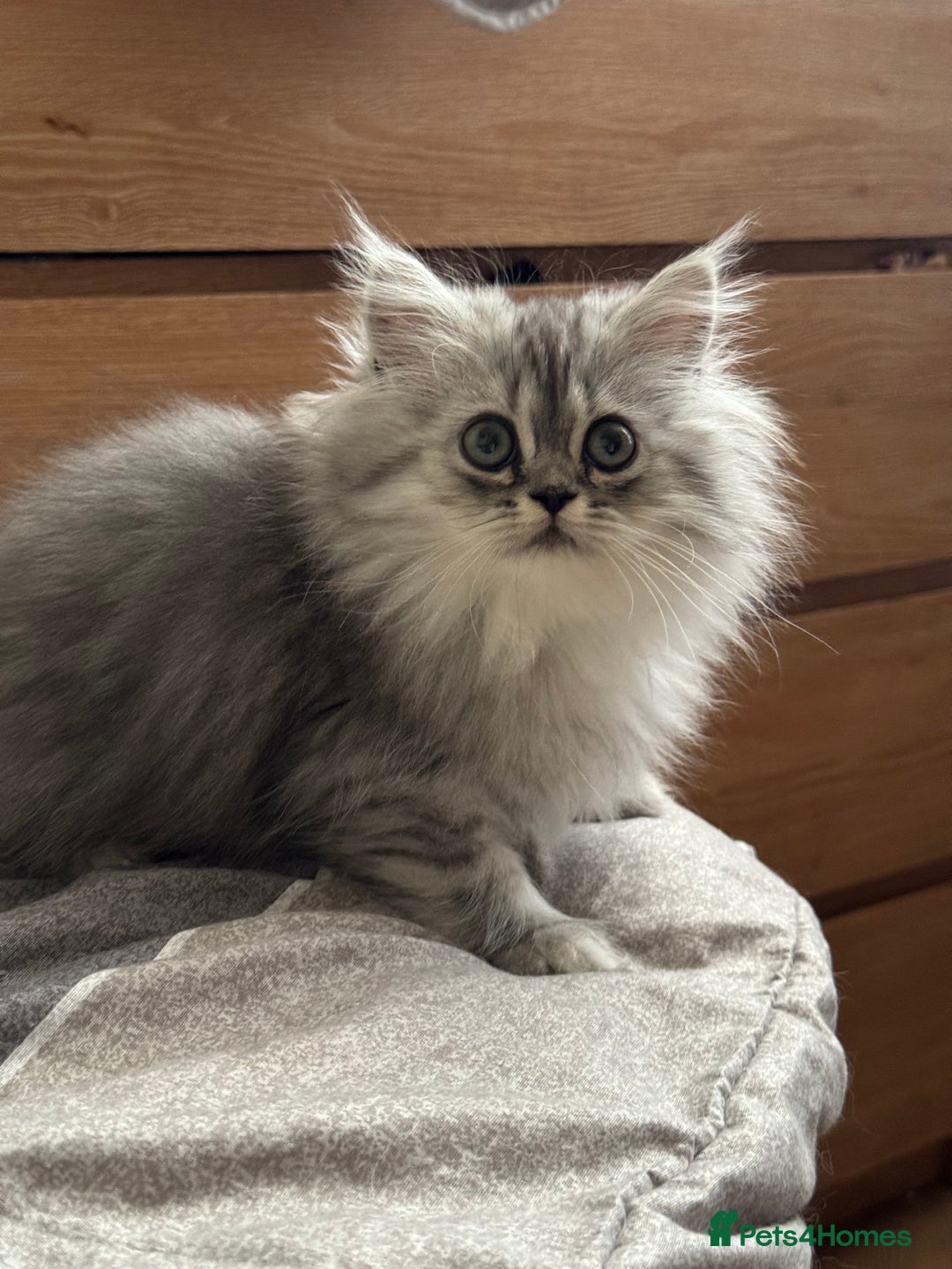 Persian cats for sale: Super cute Persian chinchilla kittens for Sale - Image 16