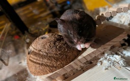 Hamster rodents for sale: Female Syrian for Adoption  - Image 2