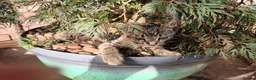 Mixed Breed cats for sale: Kittens  - Advert 10