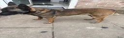Belgian Shepherd Dog dogs for sale: Bella  in Ilford - Advert 2