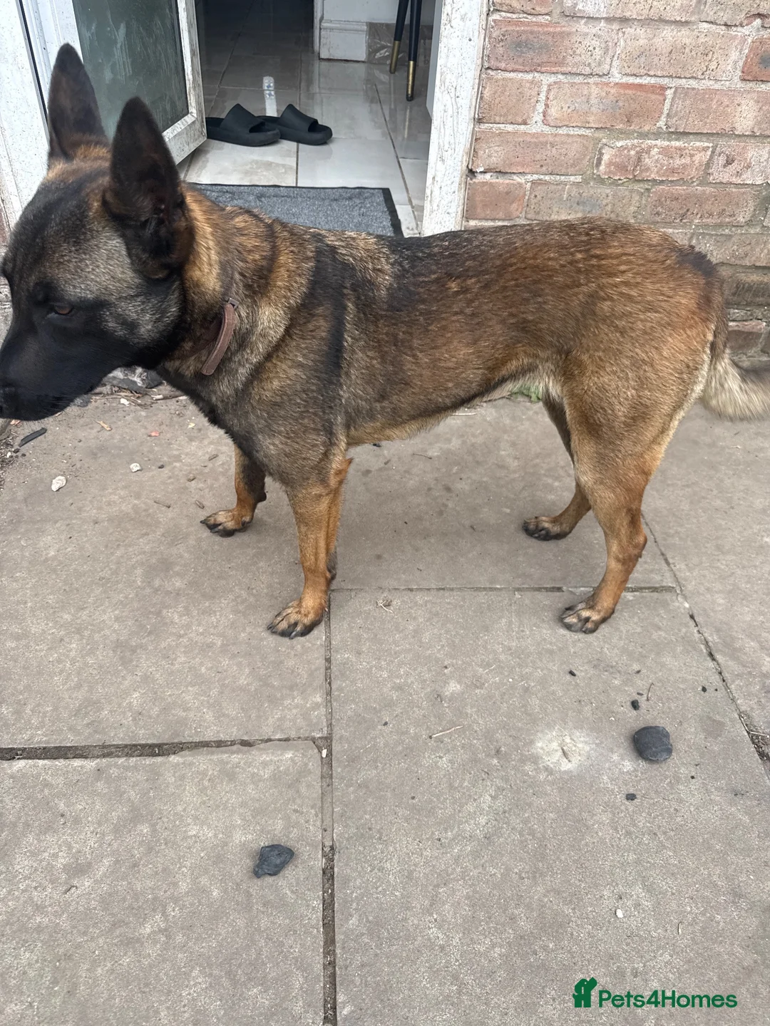 Belgian Shepherd Dog dogs for sale: Bella  in Ilford - Advert 2