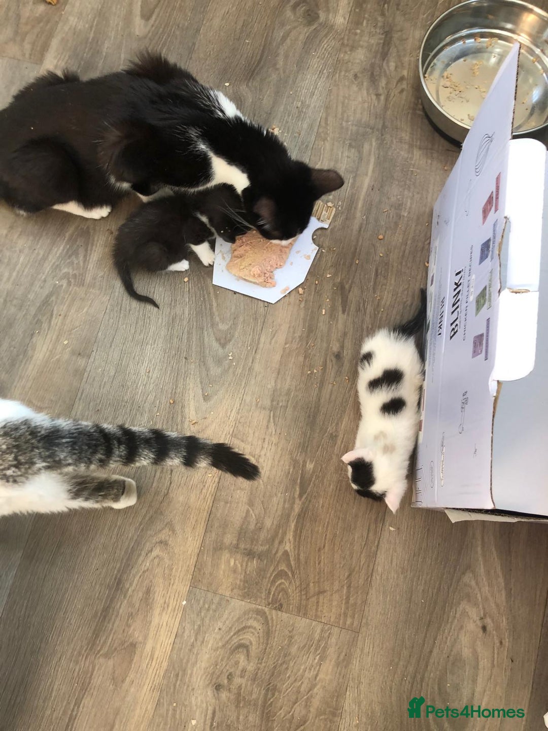 Mixed Breed cats for sale: Adorable kittens needing homes - Image 6