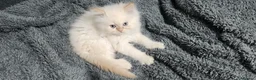 Persian cats for sale: Pure Persian Kittens for sale - Advert 4