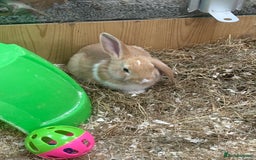 Harlequin rabbits for sale: Harlequin x mini lop  - Image 4