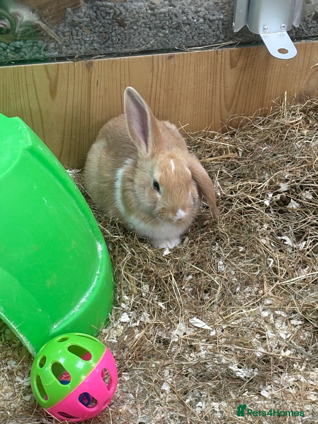 Harlequin rabbits for sale: Harlequin x mini lop  - Image 4