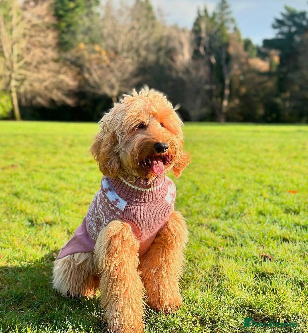 Australian Labradoodle dogs for sale: Superior Australian Labradoodles Due October - Image 9