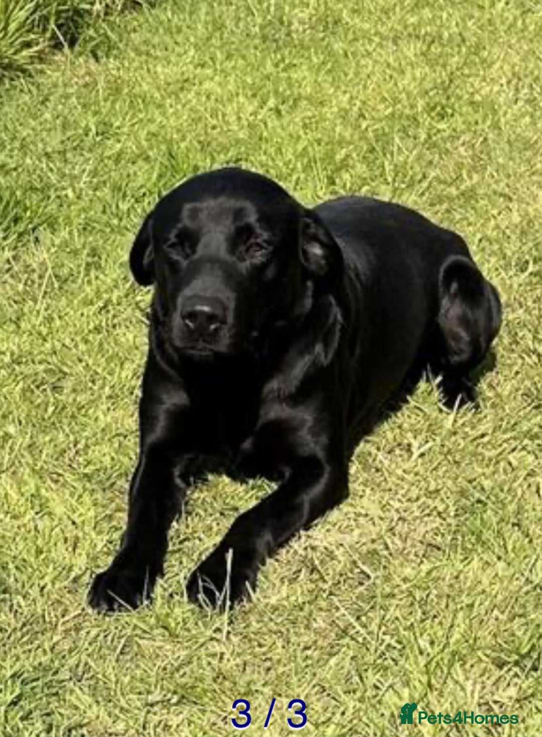 Labrador Retriever dogs for sale: Working Labrador Puppies - 3 boys remaining - Image 14