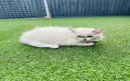 Ragdoll cats for sale: 🌸SALE.Purebred Ragdoll-GCCFstunning kittens🌸🌸🌸 in Wolverhampton - Image 7