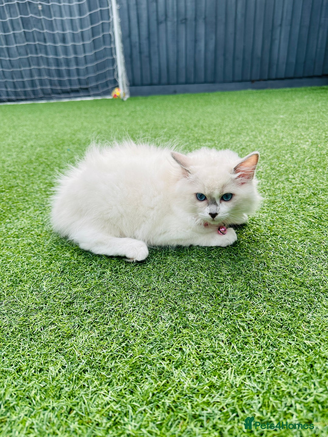 Ragdoll cats for sale: 🌸SALE.Purebred Ragdoll-GCCFstunning kittens🌸🌸🌸 in Wolverhampton - Image 7