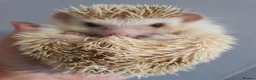 Pygmy Hedgehog rodents for sale: Female African pygmy hedgehog  - Advert 2
