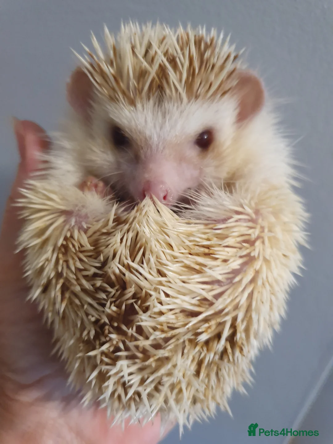 Pygmy Hedgehog rodents for sale: Female African pygmy hedgehog  - Advert 2
