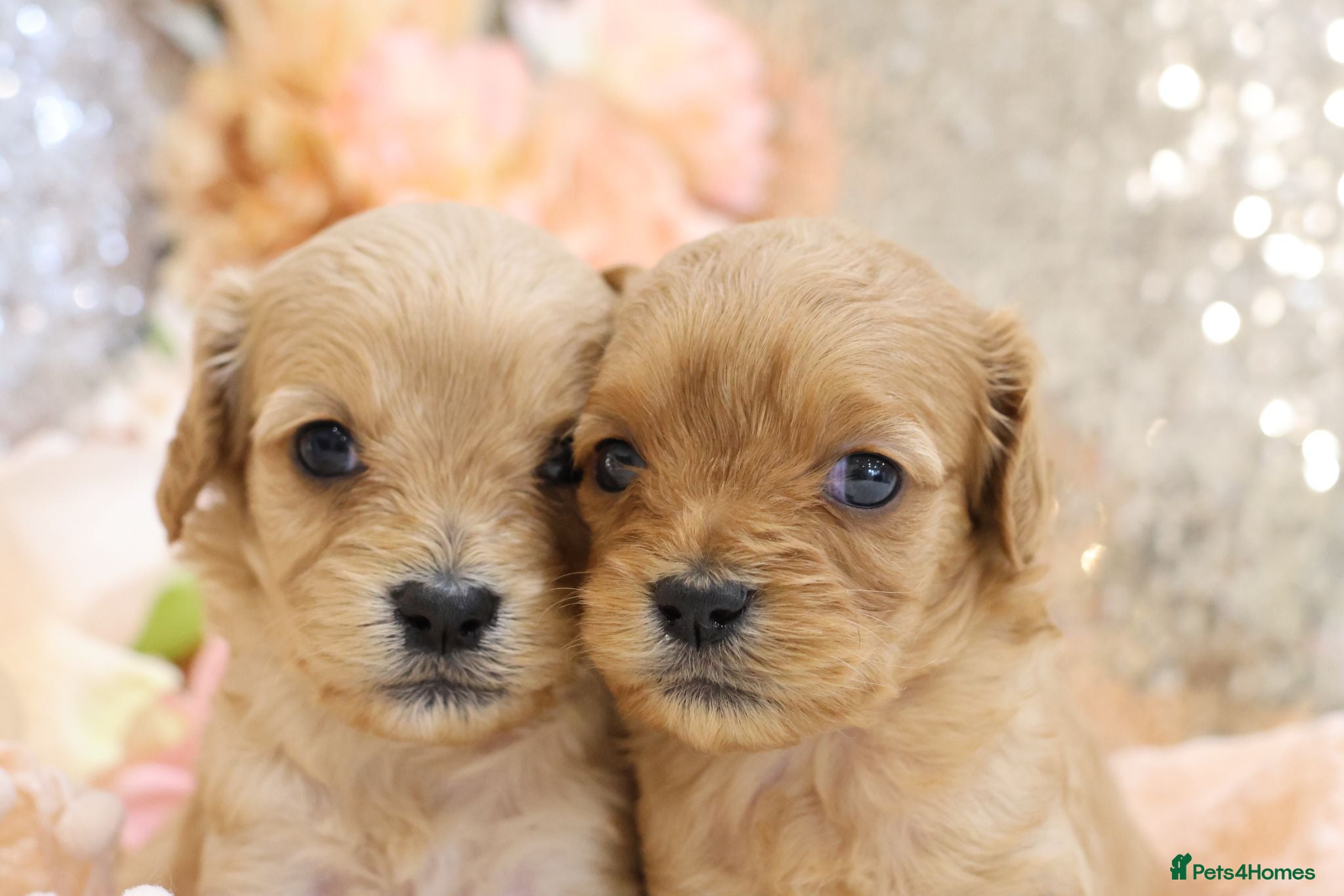 Cavapoo dogs *HEALTH TESTED*Cavapoo Puppies 5*LICENSED BREEDER* - Advert 1
