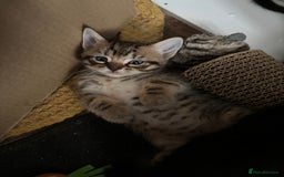 Mixed Breed cats for sale: 15 kittens for sale (4 LEFT REDUCED)  in Hassocks - Image 11