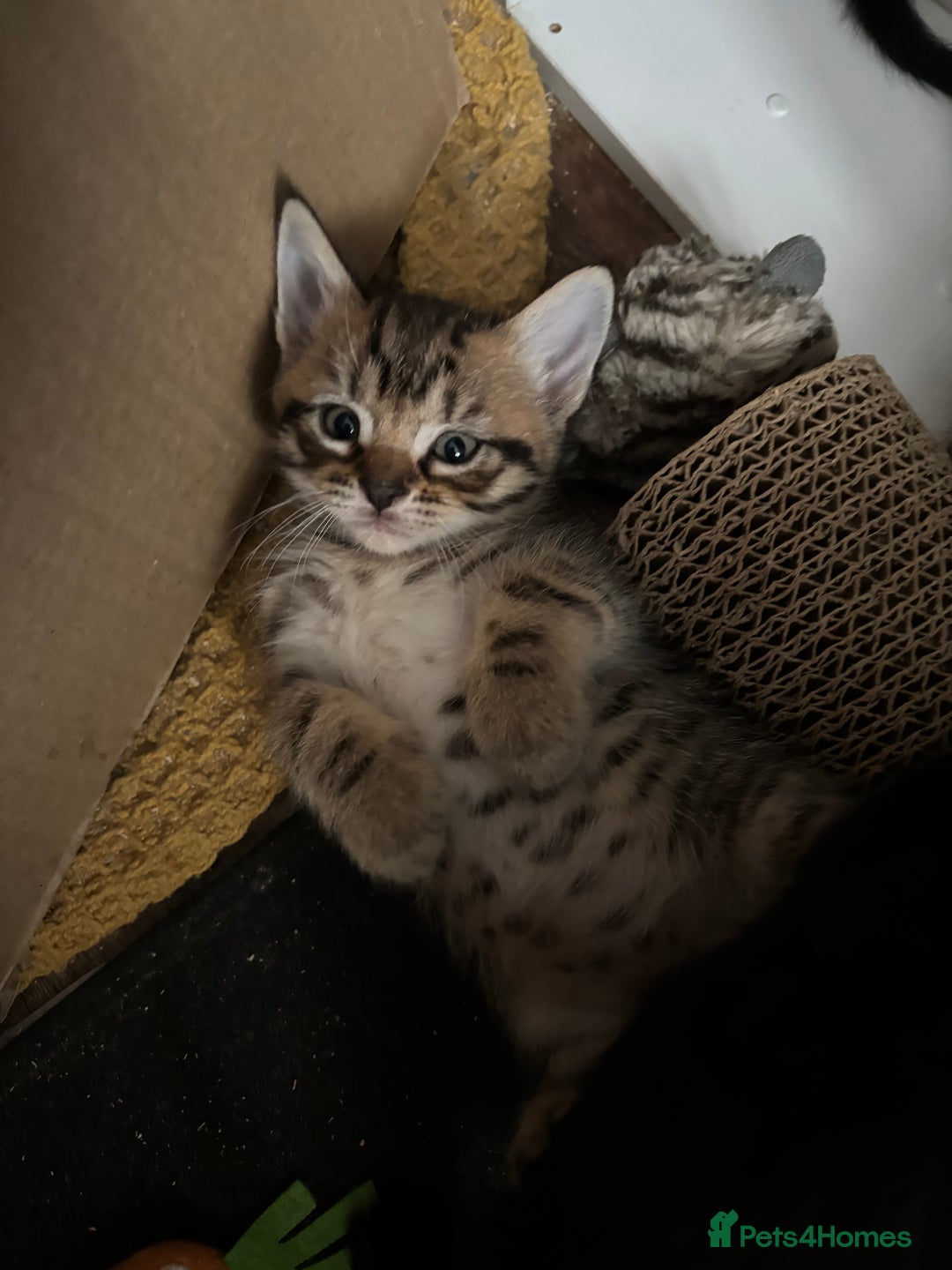 Mixed Breed cats for sale: 15 kittens for sale (4 LEFT REDUCED)  in Hassocks - Image 11