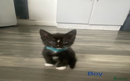 Mixed Breed cats for sale: 5 kittens for sale £20 each  - Image 3