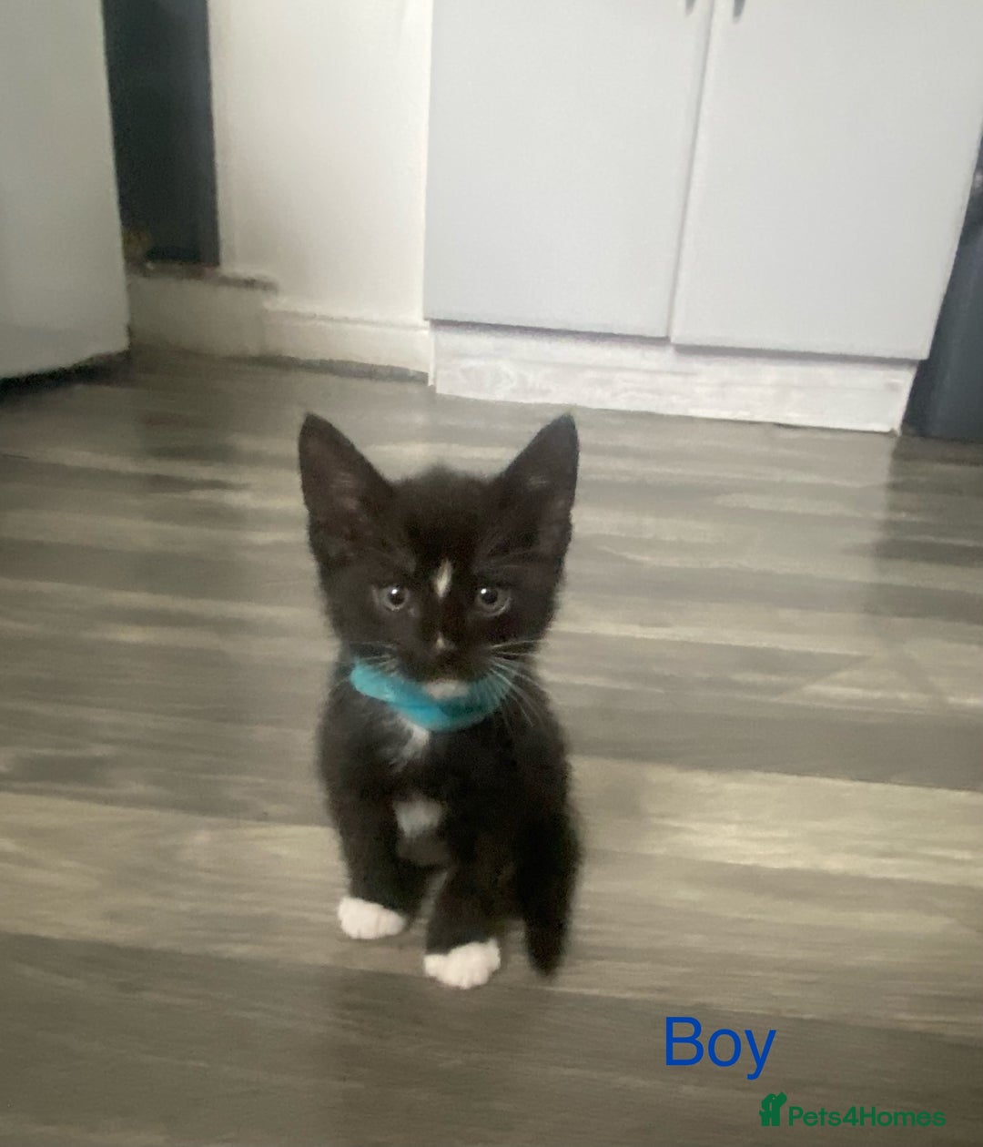 Mixed Breed cats for sale: 5 kittens for sale £20 each  - Image 3