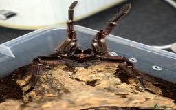 Tarantulas invertebrates for sale: 4 x Goliath Birdeaters For Sale  - Image 6