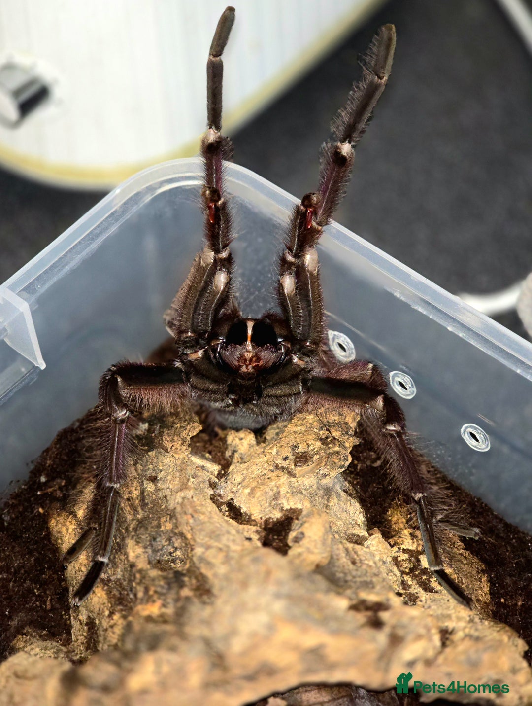 Tarantulas invertebrates for sale: 4 x Goliath Birdeaters For Sale  - Image 6