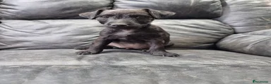 Mixed Breed 6