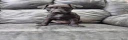 Mixed Breed dogs for sale: Amazing wee Patterdale x lakeland pups - Advert 2