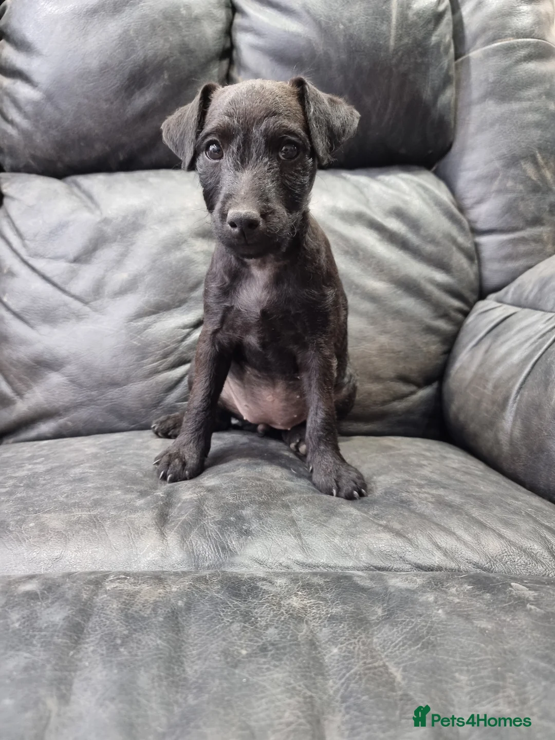 Mixed Breed dogs for sale: Amazing wee Patterdale x lakeland pups - Advert 2