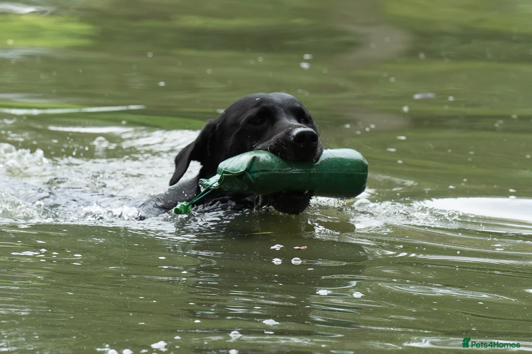 Labrador Retriever dogs for stud: KC registered Fully Health Tested Stud - Advert 9